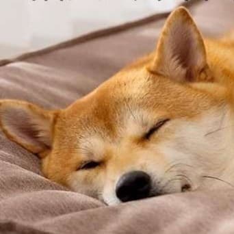 犬ベッド ふわもこ至福の雲ベッド