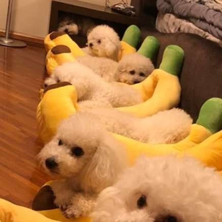 犬ベッド バナナ型ペットベッド