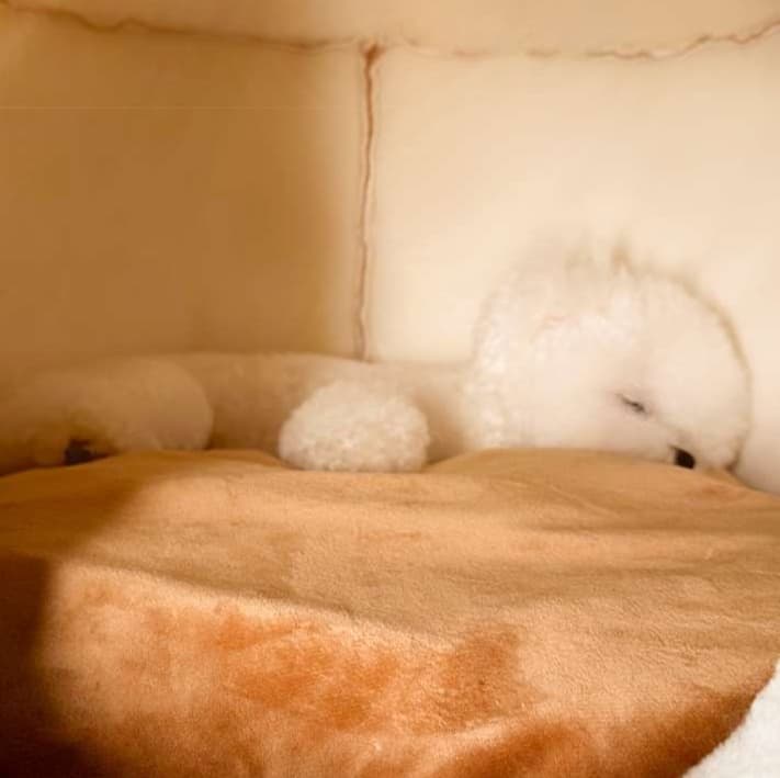 犬ベッド ふわもこキルティングペットハウス