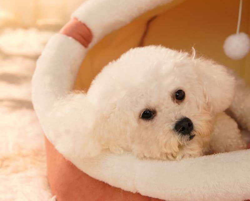 犬ベッド ぬくぬくドーム型ペットベッド