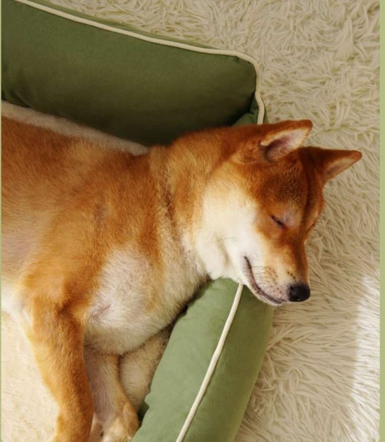 犬ベッド オールシーズン対応ベッド