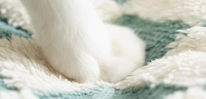犬ベッド お昼寝ハウスベッド