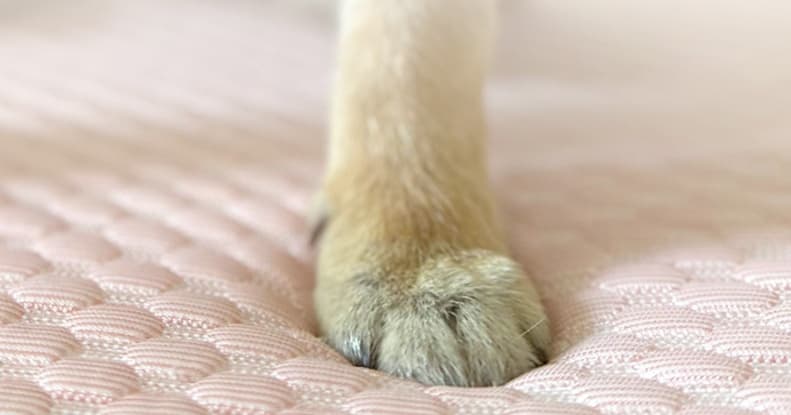 犬ベッド もちもち触感ペットクッション