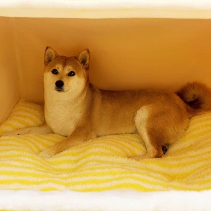 犬ベッドドーム型 愛犬の隠れ家ふんわり柔らかドーム型ハウス