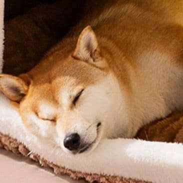 犬ベッド ドーム型小屋風ふわふわ包み込み犬ベッド 