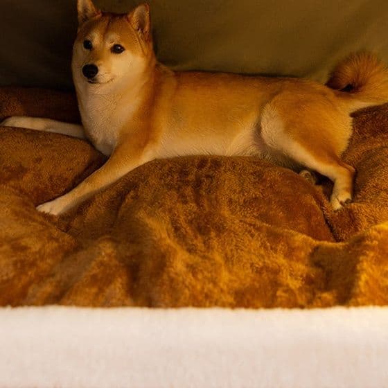 犬ベッド ドーム型小屋風ふわふわ包み込み犬ベッド 