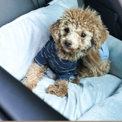 犬ベッドドライブ用 愛犬との旅を快適にする車載用安心犬ベッド