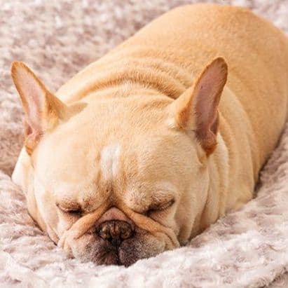 犬ベッド クッションふわふわ起毛生地の大型犬用マットクッション