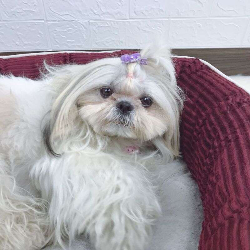 犬ベッド 秋冬ふわもこペット用ベッド