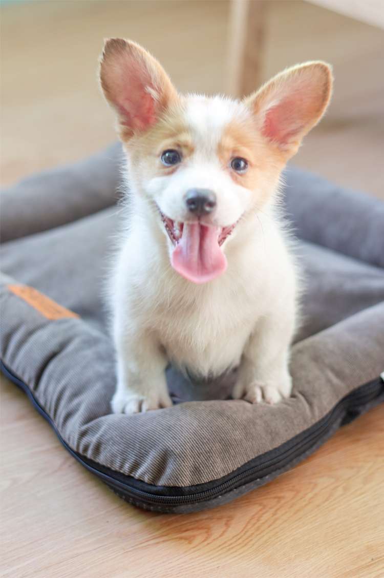 犬ベッド ふわふわ快適ペットクッション