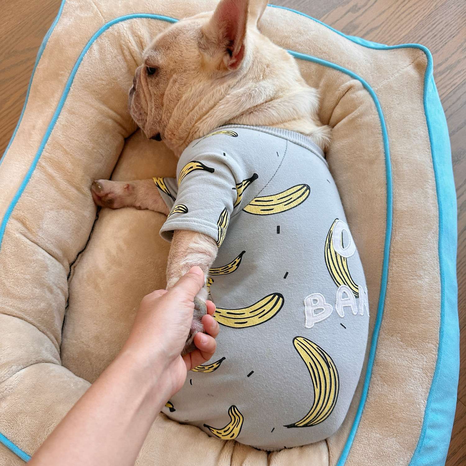 犬ベッド ふかふか小型犬用ベッド