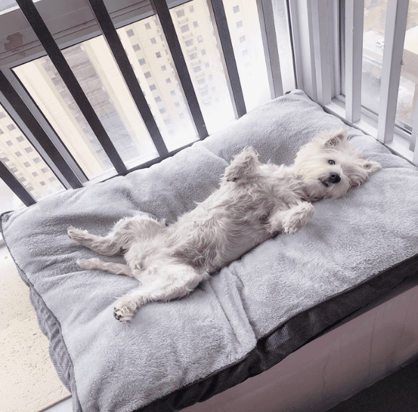 犬ベッド 広々くつろぎペットベッド