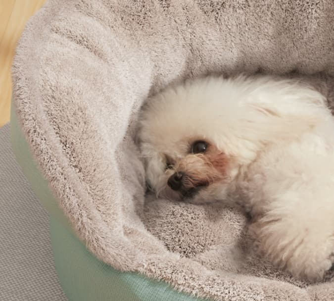 犬ベッド もこもこソファ型ペット用ベッド